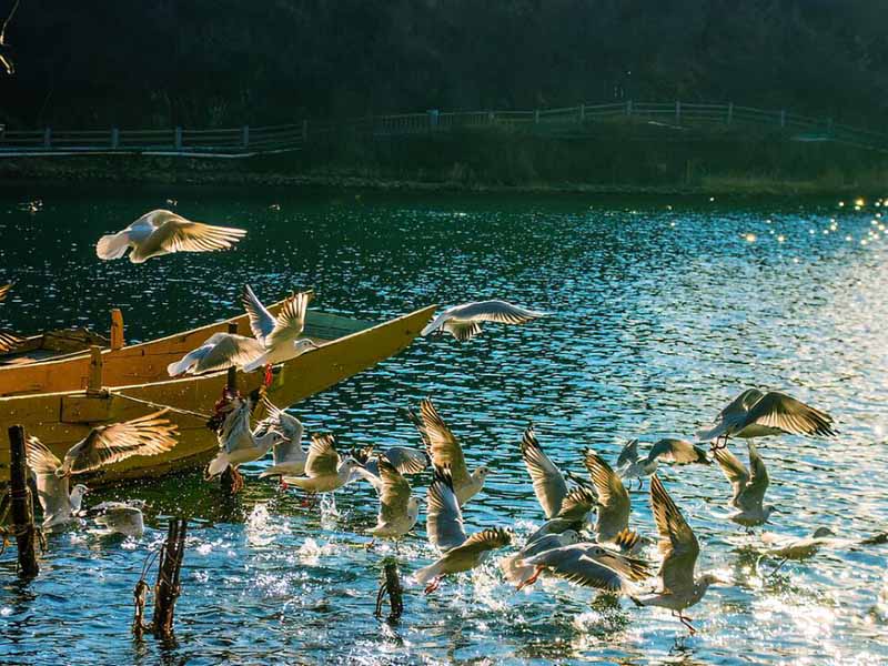 磷酸鹽在水產(chǎn)養(yǎng)殖中的作用