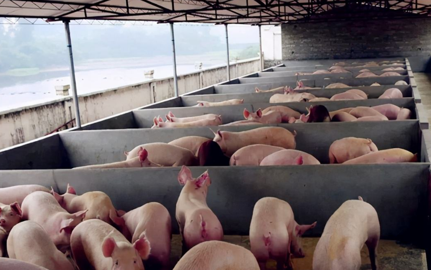 養(yǎng)豬污水處理設備包含哪些，教你選購適合的養(yǎng)殖污水處理設備