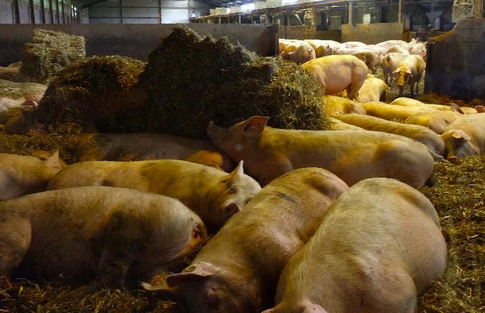 養(yǎng)豬場污水處理方法有哪些？選對工藝成本低效果好！