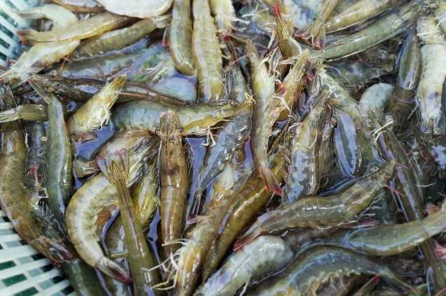 養(yǎng)蝦廢水怎么處理效果好？解決方案！-1