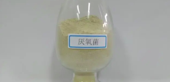 厭氧菌有哪些(厭氧菌是什么意思) 厭氧菌有哪些(厭氧菌是什么意思)