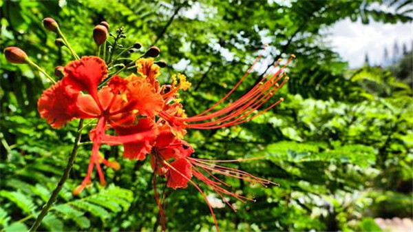 1599188059659204.jpg 784879c73fc52030f76bb9adea728a73.jpg